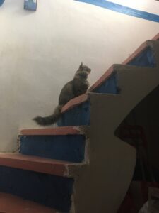 Staircase with a cat